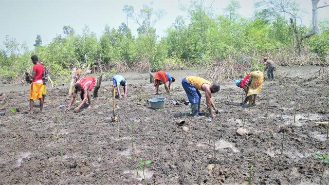A group of people in West Africa plant mangrove seedlings through a Tetra Tech-supported climate adaptation program